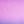 NAVIRE/PETALE-CALLICARPA